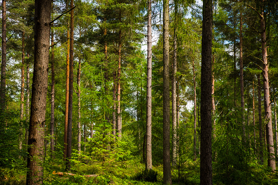 trees-960x640